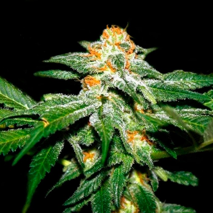 Nepal Kush de Narcotik Seeds. Semillas de marihuana feminizadas
