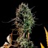 NEPAL KUSH (Narcotik Seeds)