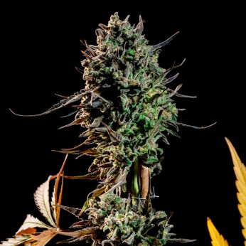 Nepal Kush de Narcotik Seeds. Punta principal.