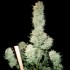 Amnesia Lemon Haze de Narcotik Seeds