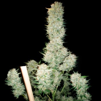 Amnesia Lemon Haze de Narcotik Seeds