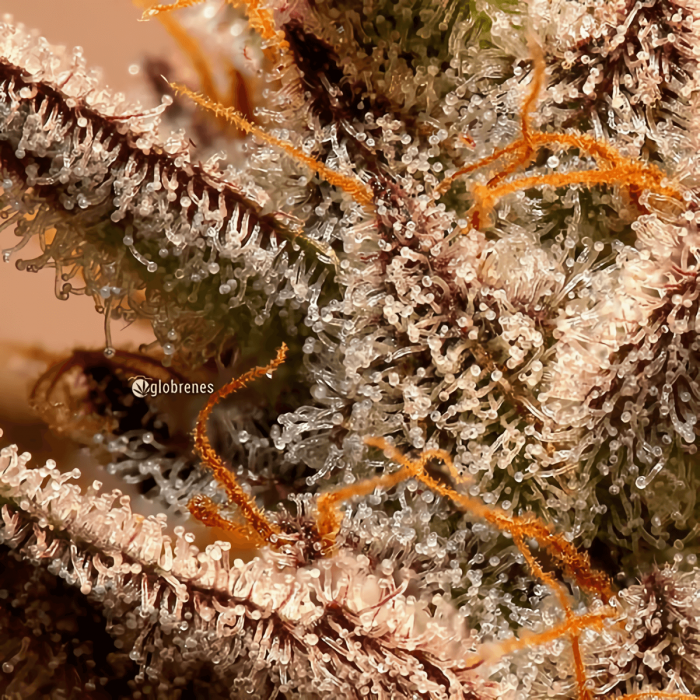 Semillas de marihuana feminizadas Unknown Kush de Delicious Seeds, resina.