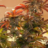 Semillas de marihuana feminizadas Unknown Kush de Delicious Seeds, planta.