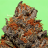 Semillas de marihuana feminizadas Unknown Kush de Delicious Seeds, cogollo compacto.