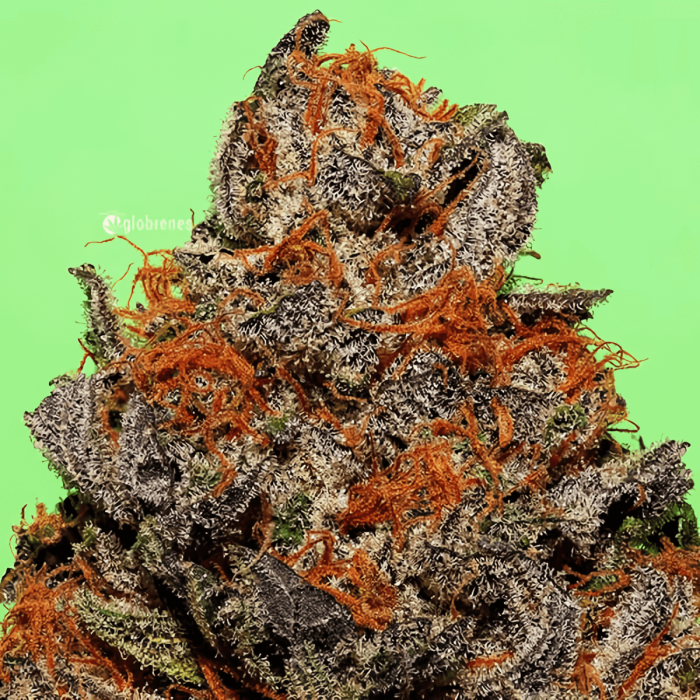 Semillas de marihuana feminizadas Unknown Kush de Delicious Seeds, cogollo compacto.