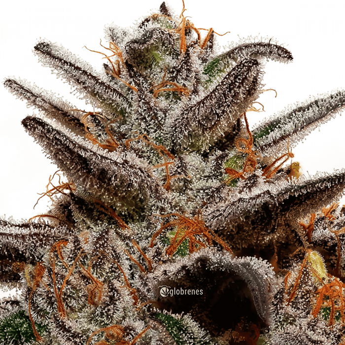 Semillas de marihuana feminizadas Unknown Kush de Delicious Seeds, punta principal.