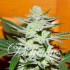 Semillas de marihuana feminizadas Unknown Kush de Delicious Seeds.
