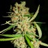 Amnesia Haze (Narcotik Seeds) Semillas feminizadas de marihuana