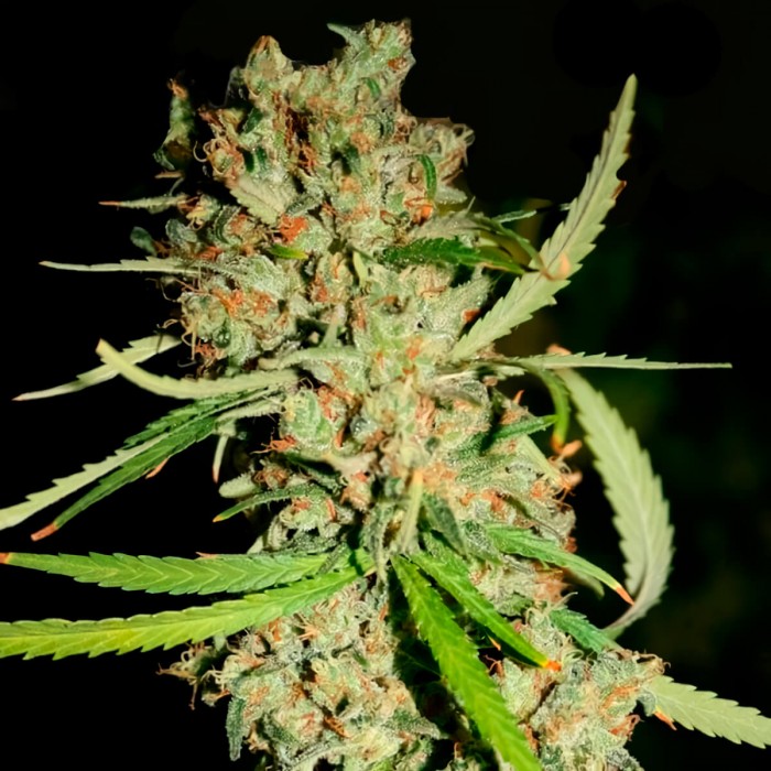 Amnesia Haze (Narcotik Seeds) Semillas feminizadas de marihuana