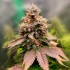 BLUECHERRY (Narcotik Seeds)