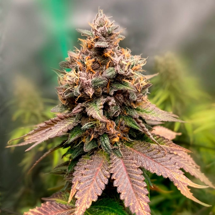 Bluecherry de Narcotik Seeds, semillas de marihuana feminizadas.