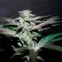 Bluecherry de Narcotik Seeds, resina.