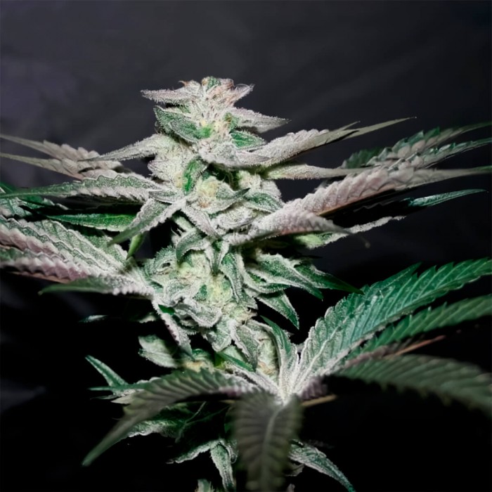 Bluecherry de Narcotik Seeds, resina.