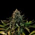 Semilla de marihuana Big Lemon de Narcotik Seeds, cogollo.