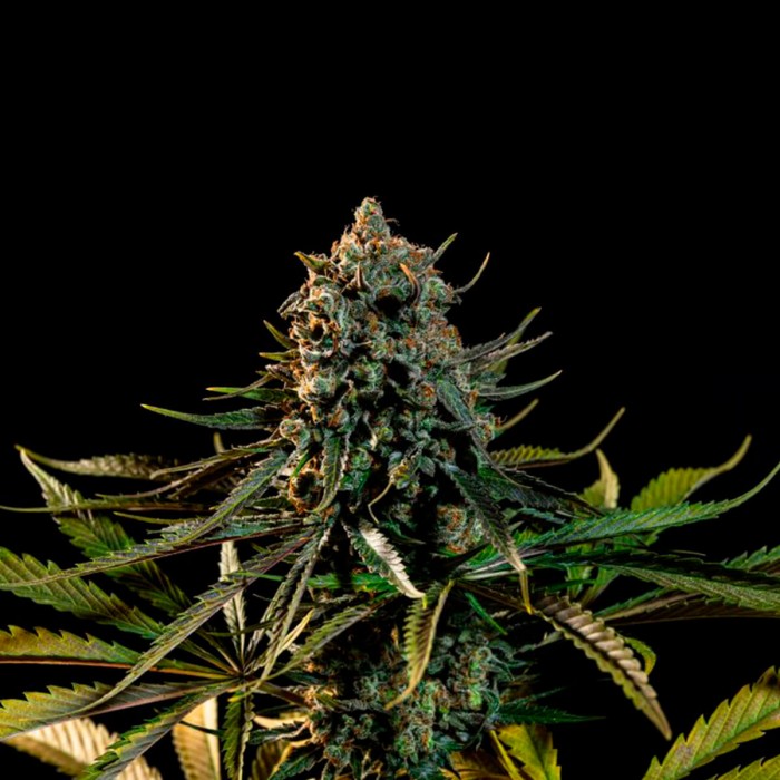 Semilla de marihuana Big Lemon de Narcotik Seeds, cogollo.