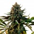Big Lemon de Narcotik Seeds, punta principal.