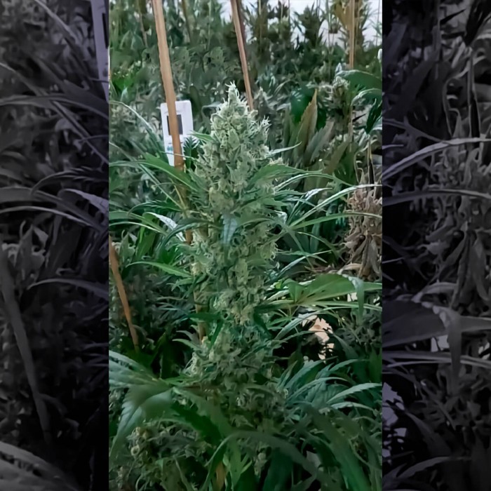 Big Lemon de Narcotik Seeds, cultivo de interior.