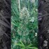 Big Lemon de Narcotik Seeds, planta.