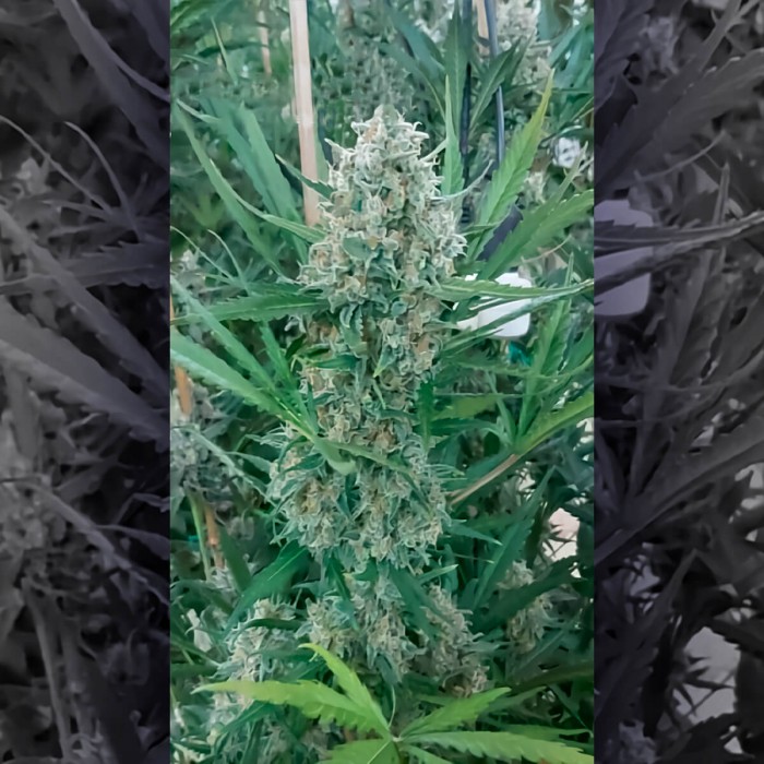 Big Lemon de Narcotik Seeds, planta.