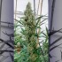 Big Lemon de Narcotik Seeds, cogollo enorme.