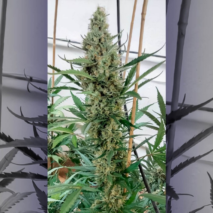 Big Lemon de Narcotik Seeds, cogollo enorme.
