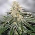 White OG de Narcotik Seeds, cogollo resinoso.