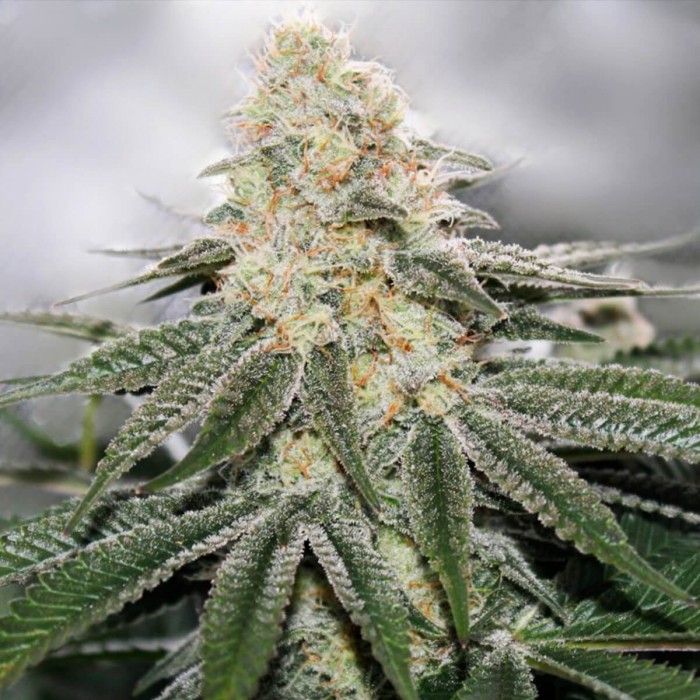 White OG de Narcotik Seeds, cogollo resinoso.