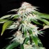 White OG (Narcotik Seeds) Semillas de marihuana feminizadas.