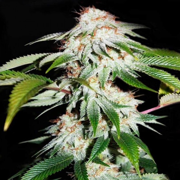 White OG (Narcotik Seeds) Semillas de marihuana feminizadas.