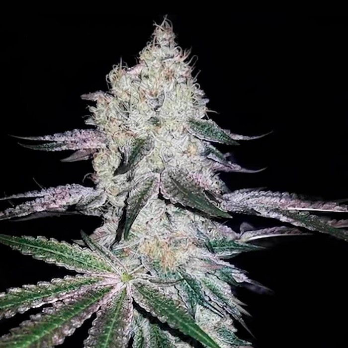 Gorila White de Narcotik Seeds, punta principal.