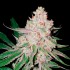 Gorila White de Narcotik Seeds, cogollo resinoso.