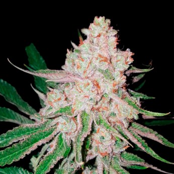 Gorila White de Narcotik Seeds, cogollo resinoso.