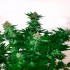 Auto Mamba Negra de Narcotik Seeds.