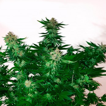 Auto Mamba Negra de Narcotik Seeds.