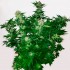 Auto Mamba Negra de Narcotik Seeds, planta rápida y productiva.