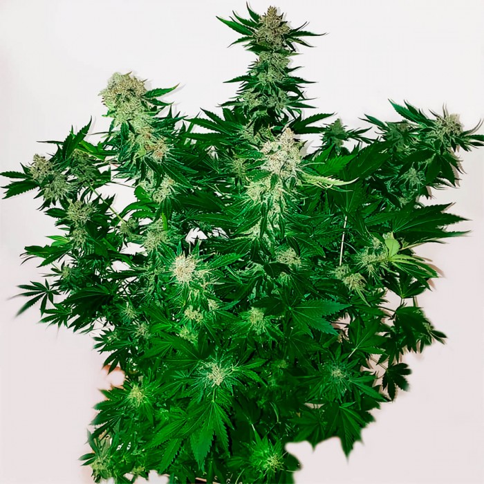 Auto Mamba Negra de Narcotik Seeds, planta rápida y productiva.
