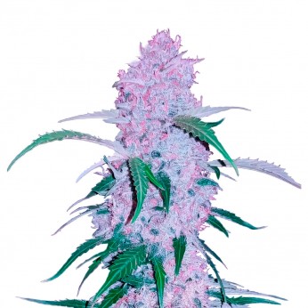 Auto Purple Kush de Narcotik Seeds. Semillas de marihuana autofloreciente.