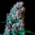 Auto Purple Kush de Narcotik Seeds cogollos de marihuana autofloreciente.