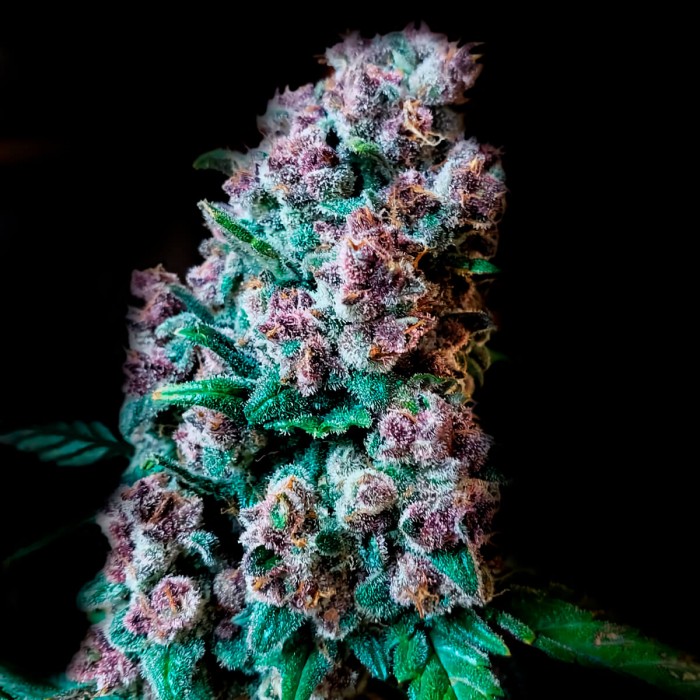 Auto Purple Kush de Narcotik Seeds cogollos de marihuana autofloreciente.