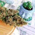 Assorted Mix Autoflorecientes de Buddah Seeds, cogollo Deimos.