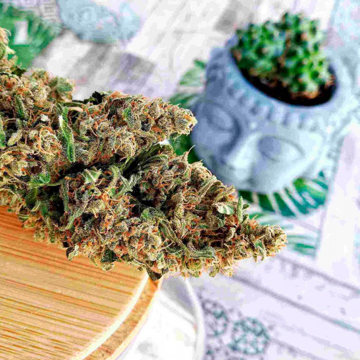 Assorted Mix Autoflorecientes de Buddah Seeds, cogollo Deimos.