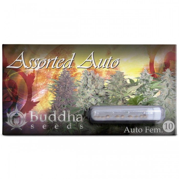 Assorted Mix Autoflorecientes de Buddah Seeds, blister.