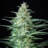 Assorted Mix Autoflorecientes de Buddah Seeds, cogollo Red Dwarf.