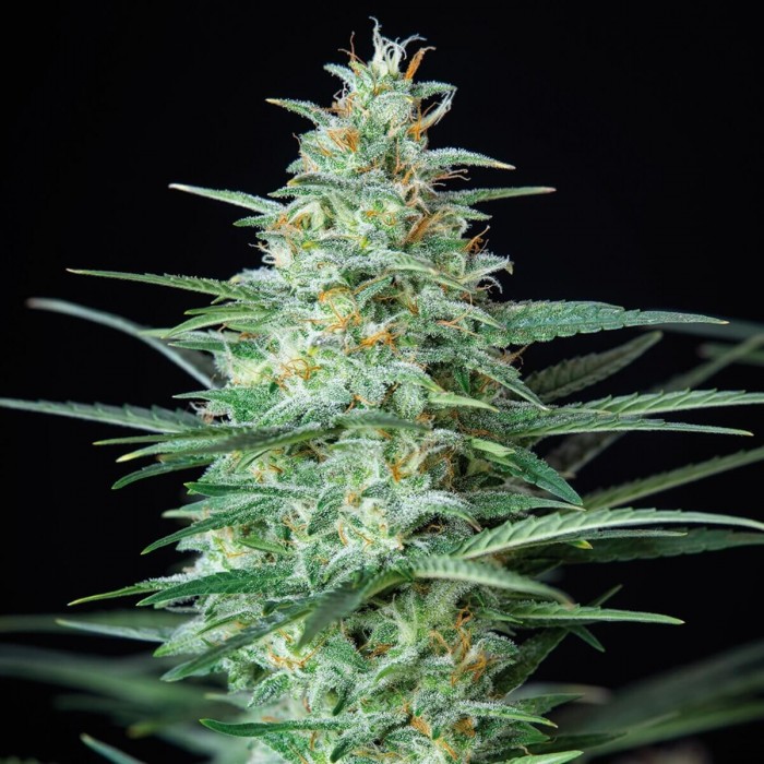 Assorted Mix Autoflorecientes de Buddah Seeds, cogollo Red Dwarf.