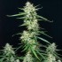 Assorted Mix Autoflorecientes de Buddah Seeds, cogollo Syrup.