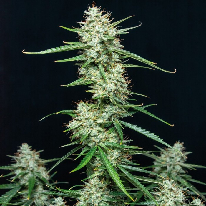 Assorted Mix Autoflorecientes de Buddah Seeds, cogollo Syrup.