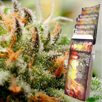 Assorted Mix Autoflorecientes de Buddah Seeds, caja.