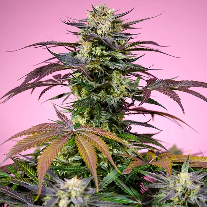 Semillas de marihuana feminizadas Gelonade de Sweet Seeds, cogollo.