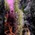 Semillas de marihuana feminizadas Gelonade de Sweet Seeds, resina.