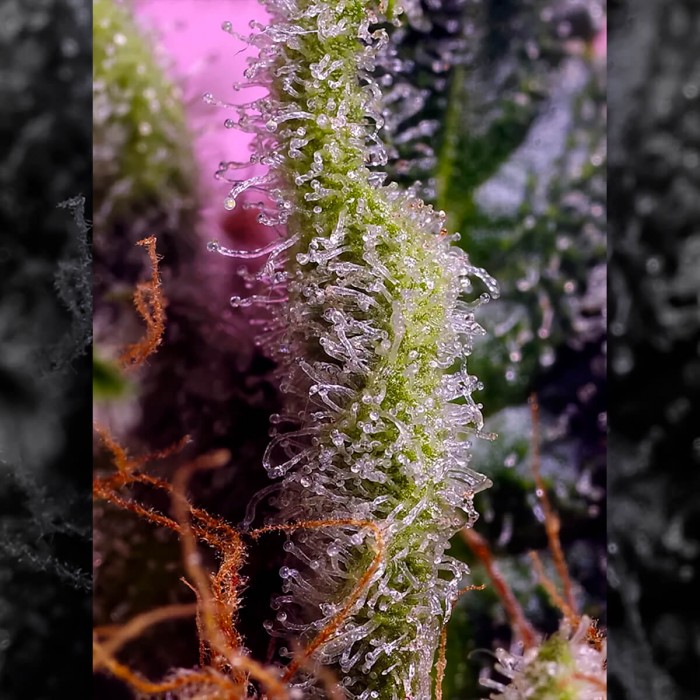 Semillas de marihuana feminizadas Gelonade de Sweet Seeds, resina.